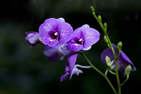 HD wallpaper: neelakurinji, munnar, kerala, flower, violet, bloom, flora | Wallpaper Flare