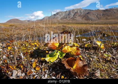 Tundra plants. Denali National Park. Alaska. USA Stock Photo - Alamy