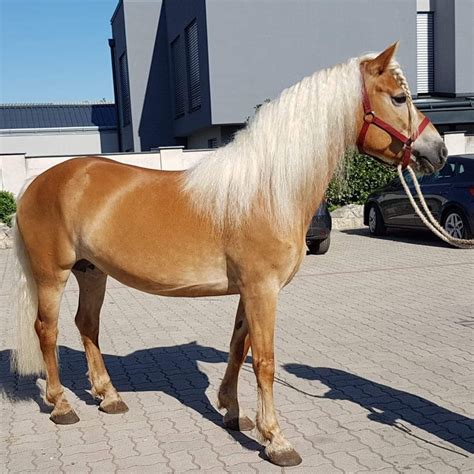 Maora Haflinger Stute 2015 Fuchs Pferd Austria