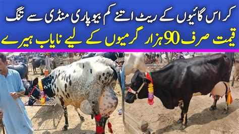 Today Malumor Mandi Jhang Cross Cow Fresh Rates Update Youtube