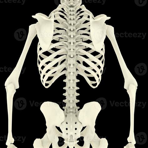 X-ray Vision,of the Human Body and Bones. 38598489 Stock Photo at Vecteezy