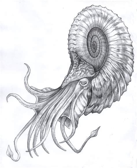 Nautiloid by Parsons on DeviantArt