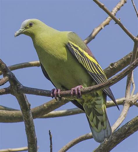 Andaman green pigeon | Birds of India | Bird World