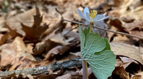 Bloodroot Sanguinaria Canadensis Seashore To Forest Floor