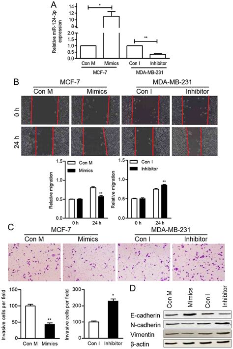 MicroRNA1243p Directly Targets PDCD6 To Inhibit Metastasis In Breast