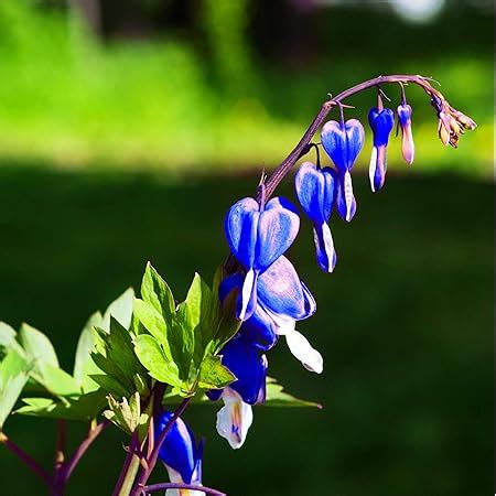 Amazon 20 Pcs Black Bleeding Heart Seeds Dicentra Spectabilis