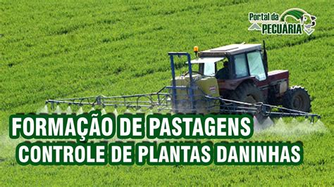 Formação de pastagens Controle de plantas daninhas YouTube