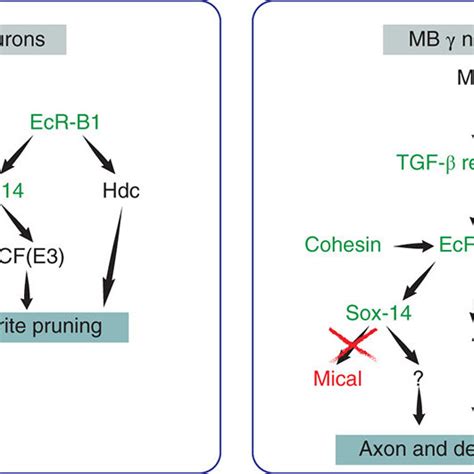 Mechanisms of ecdysone receptor B1 (EcR-B1) signaling to trigger ...