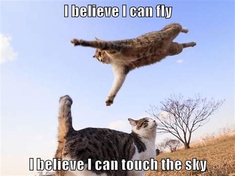 I believe I can fly | Cute cats and kittens, Cute animal memes, Cats