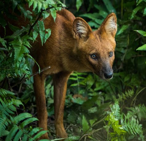 Dhole Health and Conservation | Cornell K. Lisa Yang Center for ...