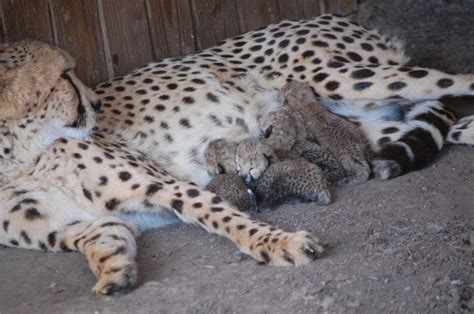 Cheetah Cubs Nursing Live Video Richmond Cheetah Cam