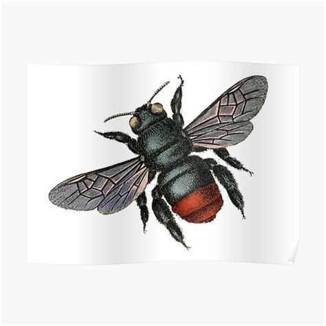 "antique typographic vintage bee" Poster by surgedesigns | Redbubble