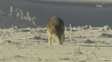 Colorado Releases Draft Plan For Wolf Reintroduction