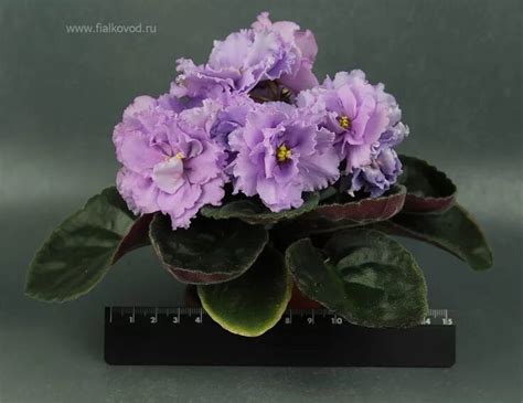 Элегантность в природных оттенках | | Drasler