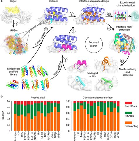 Overview Of The De Novo Protein Binder Design Pipeline A Schematic Of