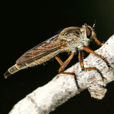 Robber Flies Crocodiles , birds, snakes , scenery, eco tour, Daintree ...