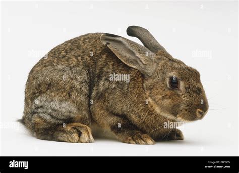 European Rabbit Oryctolagus Cuniculus Sitting With Its Ears Back