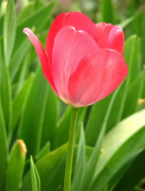 Tulipe : floraison, multiplication et plantation