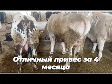 Откорм бычков, результат откорма бычков по моей методике. - YouTube