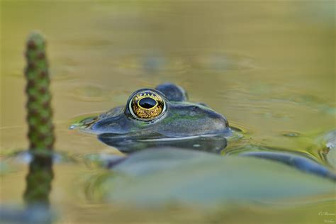 Kuck kuck ** (Forum für Naturfotografen)