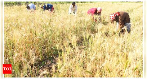 Wheat Msp Hike Centre Increases Msp Of Rabi Crops Rs Hike For