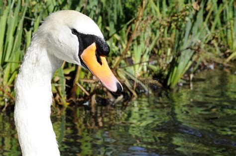 Adult White Mute Swan Male Bird Stock Photo Image Of Plants Adult