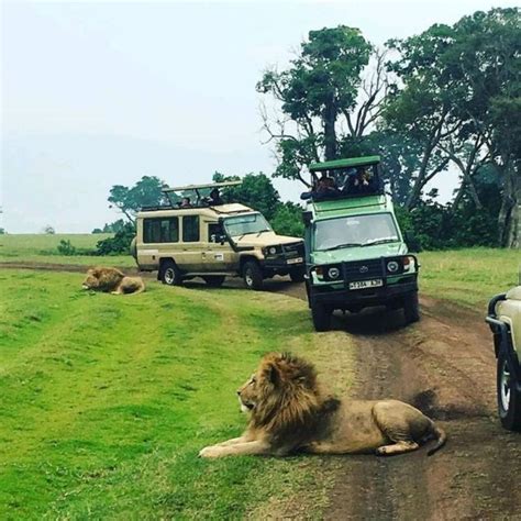 Days Hiking Safari Mid Range Getyourguide