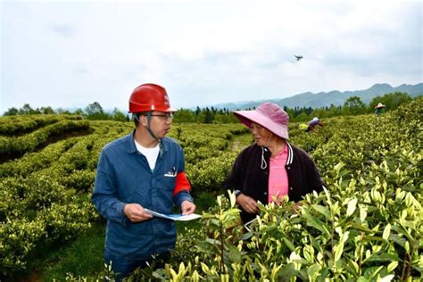 南方电网毕节大方供电局：“党建＋服务” 护航茶飘香腾讯新闻