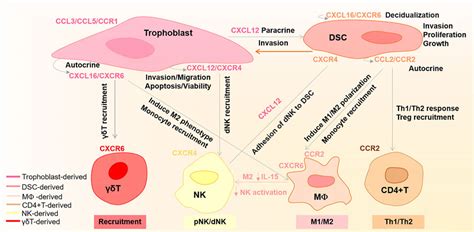 Frontiers Regulation And Function Of Chemokines At The Maternal Fetal