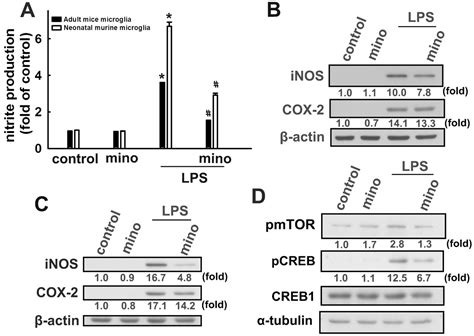 Sirt Activation By Minocycline On Regulation Of Microglial