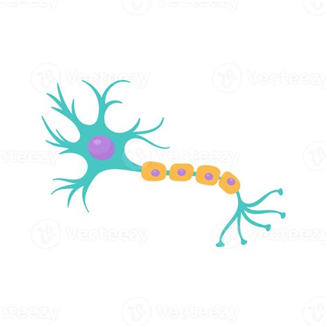 Modelo De Neurona Sensorial Humana Para Estudios De Biología 14618394 Png