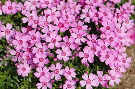 Kruipphlox Phlox Subulata Zwergenteppich