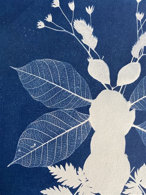 Cyanotype Tout Savoir Pour D Buter