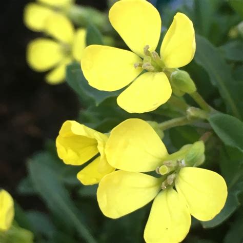 Erysimum Golden Jubilee Wallflower Golden Jubilee In Gardentags