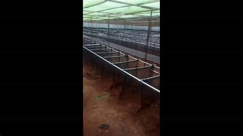 Snail Farming In Nigeria Africafarm Set Up Youtube