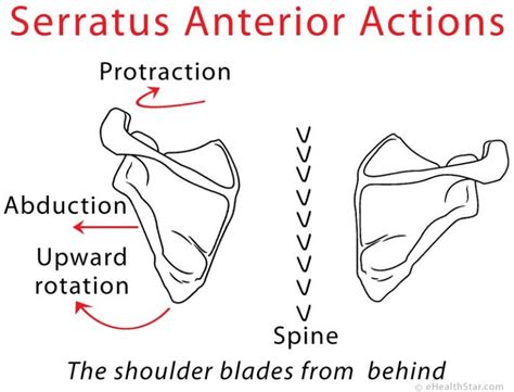 Serratus Anterior Muscle Function; Pain Causes and Symptoms - eHealthStar