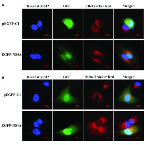 Subcellular Localization Of Egfp Ns A Fusion Protein In Suvecs The