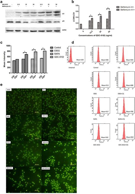 Autophagy Induced By GDC 0152 In HL 60 Cells A HL 60 Cells Were