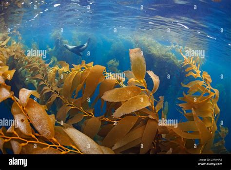 Californian Sea Lion Zalophus Californianus And Giant Kelp