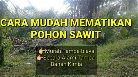 Pohonsawit Cara Mematikan Pohon Sawit Youtube