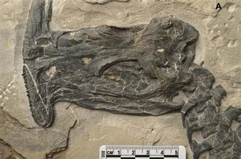 Scientists Identify Oldest Herbivorous Filter Feeding Marine Reptile