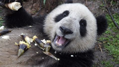 Endangered giant panda population on the rise