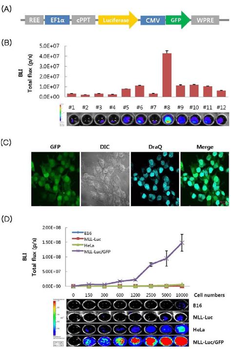 Production And Generation Of Mll Lucgfp Cells A Schematic Diagram