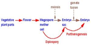 Parthenogenesis Process - QS Study