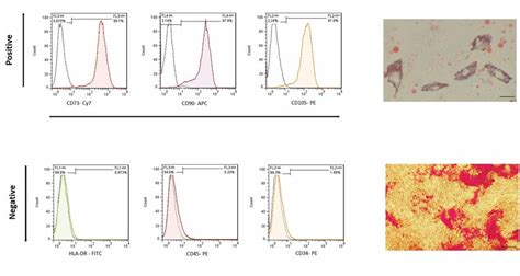 Characterization And Differentiation Potential Of The Ucb Mscs A Flow