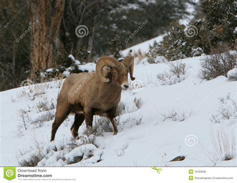 Bighorn Ram On Snowy Slope Stock Image Image Of Trophy 16183635