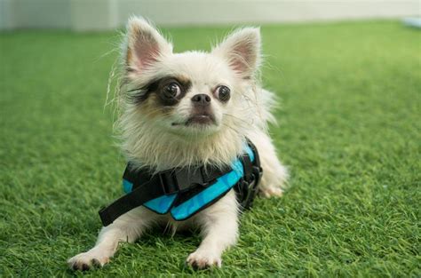 Top 5 Apple Head Chihuahua Breeders in the U.S.