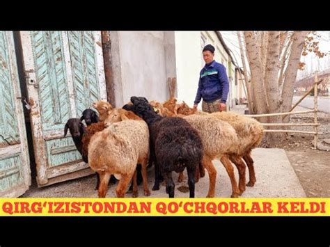 QIRGIZISTONDAN EDILBAY KASHTAN QOCHQORLAR KELDI YouTube