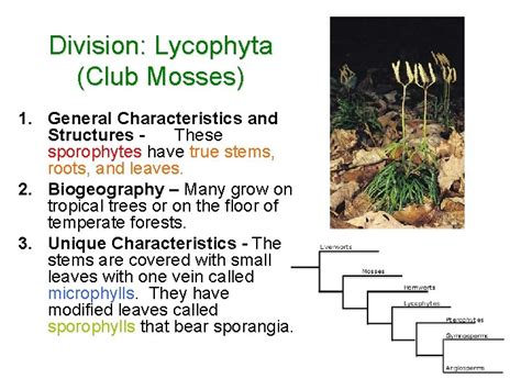 Plant Classification Nonvascular 1 2 3 General Characteristics