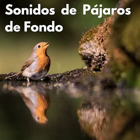 Play Sonidos de Pájaros de Fondo by Sonidos De La Selva Sonidos De